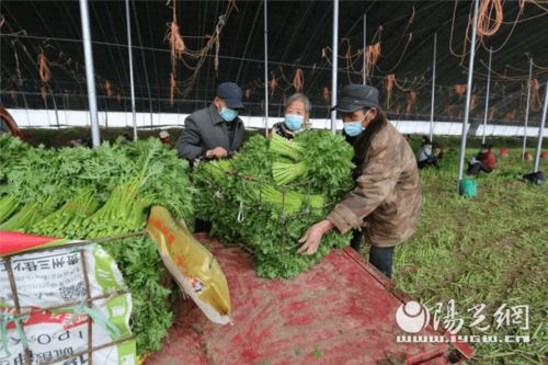 為民解難題 空港新城打通農產品銷路，助力農業種植新發展