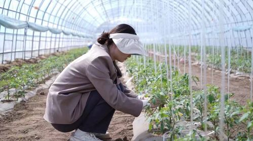 科技小院與共享菜園 科班研究生入村，為農產品種植注入新生機