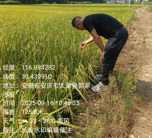 天華鎮植保行動 科技護航，糧食豐產之路