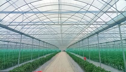 斜角村 以菜為基，以水為業，雙輪驅動助力鄉村產業振興