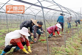 周寧實踐 土地流轉激活特色農業與水產養殖，鋪就農民增收新路徑