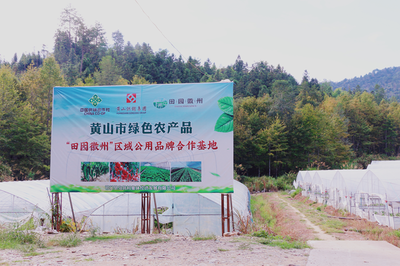 祁門縣 茶香滿山，特色農業繪就鄉村振興新畫卷