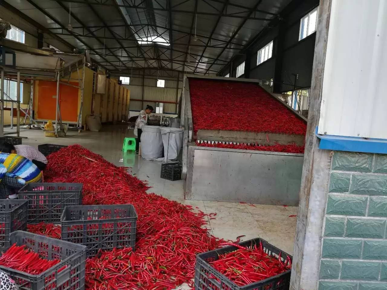 旺草“紅”了！水產養殖新路徑探秘