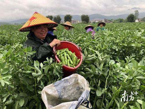 廣東始興 多措并舉穩供保產，筑牢省級“菜籃子”基地縣根基